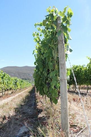 Training and Trellising 3